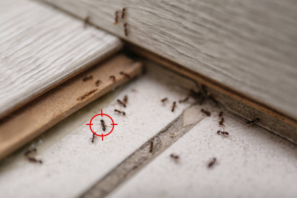 Best Wasp Removal Services  in Carthage, NY